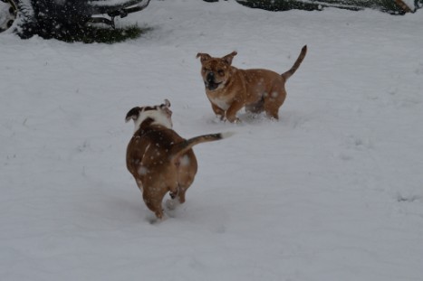 Continental Bulldogs Seeblickbulls Bilderalbum - im Schnee am 18.01.2018