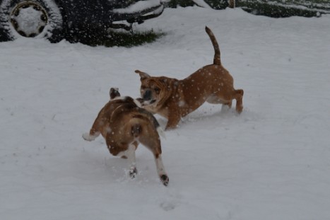 Continental Bulldogs Seeblickbulls Bilderalbum - im Schnee am 18.01.2018