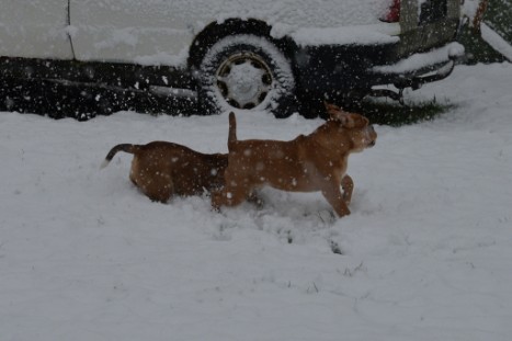 Continental Bulldogs Seeblickbulls Bilderalbum - im Schnee am 18.01.2018