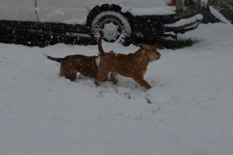 Continental Bulldogs Seeblickbulls Bilderalbum - im Schnee am 18.01.2018