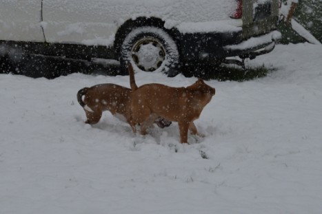 Continental Bulldogs Seeblickbulls Bilderalbum - im Schnee am 18.01.2018