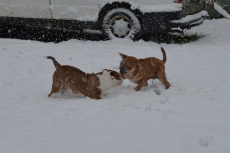 Continental Bulldogs Seeblickbulls Bilderalbum - im Schnee am 18.01.2018