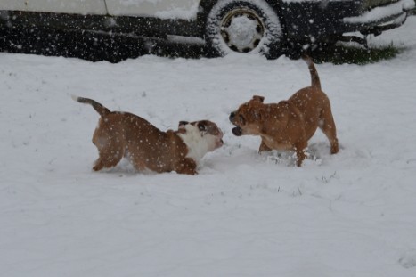 Continental Bulldogs Seeblickbulls Bilderalbum - im Schnee am 18.01.2018