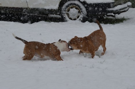 Continental Bulldogs Seeblickbulls Bilderalbum - im Schnee am 18.01.2018