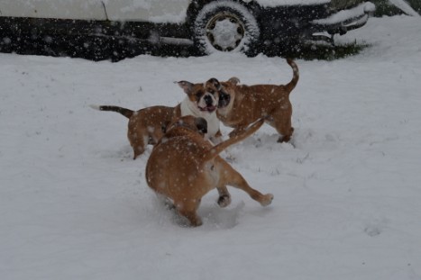 Continental Bulldogs Seeblickbulls Bilderalbum - im Schnee am 18.01.2018