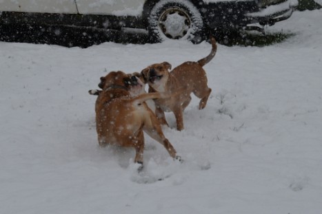 Continental Bulldogs Seeblickbulls Bilderalbum - im Schnee am 18.01.2018