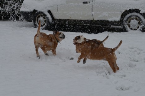 Continental Bulldogs Seeblickbulls Bilderalbum - im Schnee am 18.01.2018