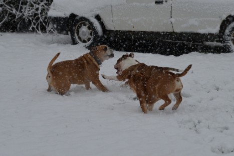 Continental Bulldogs Seeblickbulls Bilderalbum - im Schnee am 18.01.2018