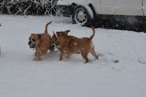 Continental Bulldogs Seeblickbulls Bilderalbum - im Schnee am 18.01.2018