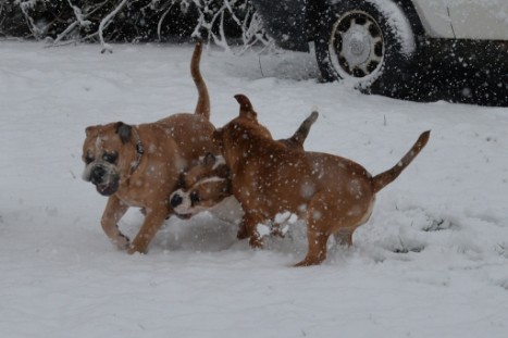 Continental Bulldogs Seeblickbulls Bilderalbum - im Schnee am 18.01.2018