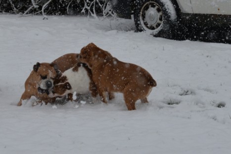 Continental Bulldogs Seeblickbulls Bilderalbum - im Schnee am 18.01.2018