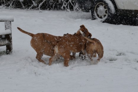 Continental Bulldogs Seeblickbulls Bilderalbum - im Schnee am 18.01.2018