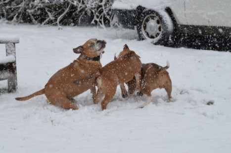 Continental Bulldogs Seeblickbulls Bilderalbum - im Schnee am 18.01.2018