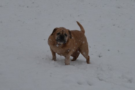 Continental Bulldogs Seeblickbulls Bilderalbum - im Schnee am 18.01.2018