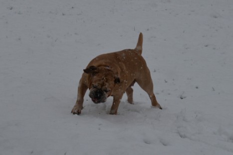 Continental Bulldogs Seeblickbulls Bilderalbum - im Schnee am 18.01.2018