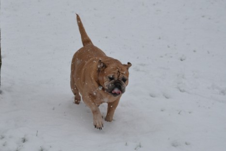 Continental Bulldogs Seeblickbulls Bilderalbum - im Schnee am 18.01.2018