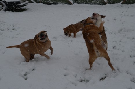 Continental Bulldogs Seeblickbulls Bilderalbum - im Schnee am 18.01.2018