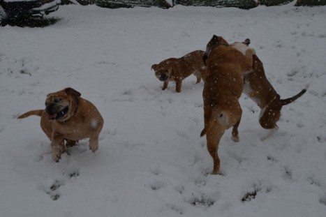 Continental Bulldogs Seeblickbulls Bilderalbum - im Schnee am 18.01.2018