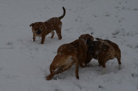 Continental Bulldogs Seeblickbulls Bilderalbum - im Schnee am 18.01.2018