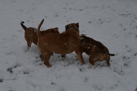 Continental Bulldogs Seeblickbulls Bilderalbum - im Schnee am 18.01.2018