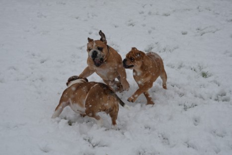 Continental Bulldogs Seeblickbulls Bilderalbum - im Schnee am 18.01.2018