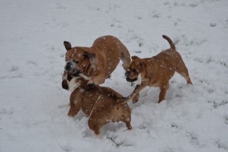 Continental Bulldogs Seeblickbulls Bilderalbum - im Schnee am 18.01.2018