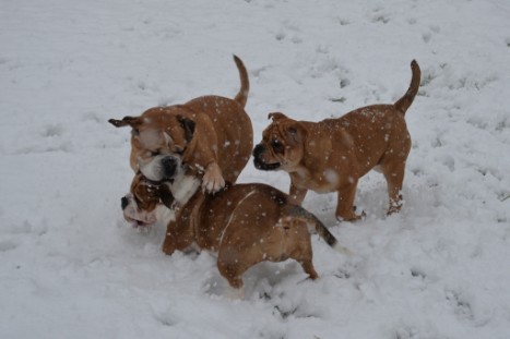 Continental Bulldogs Seeblickbulls Bilderalbum - im Schnee am 18.01.2018