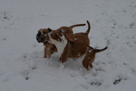 Continental Bulldogs Seeblickbulls Bilderalbum - im Schnee am 18.01.2018