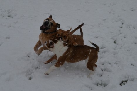 Continental Bulldogs Seeblickbulls Bilderalbum - im Schnee am 18.01.2018