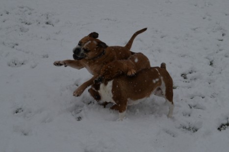 Continental Bulldogs Seeblickbulls Bilderalbum - im Schnee am 18.01.2018