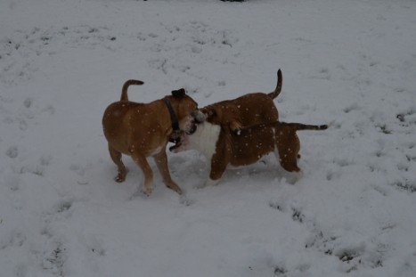 Continental Bulldogs Seeblickbulls Bilderalbum - im Schnee am 18.01.2018