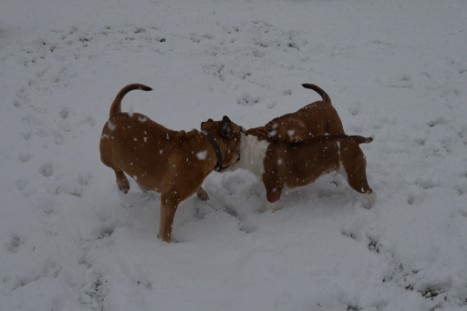 Continental Bulldogs Seeblickbulls Bilderalbum - im Schnee am 18.01.2018