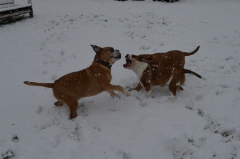 Continental Bulldogs Seeblickbulls Bilderalbum - im Schnee am 18.01.2018