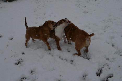 Continental Bulldogs Seeblickbulls Bilderalbum - im Schnee am 18.01.2018