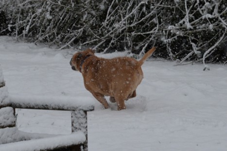 Continental Bulldogs Seeblickbulls Bilderalbum - im Schnee am 18.01.2018