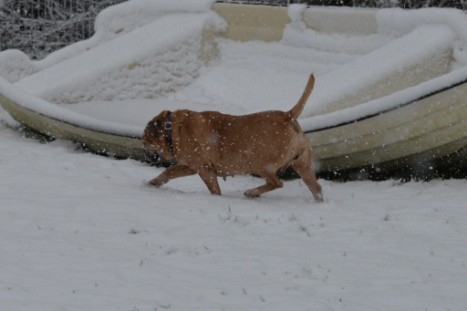 Continental Bulldogs Seeblickbulls Bilderalbum - im Schnee am 18.01.2018