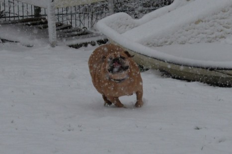 Continental Bulldogs Seeblickbulls Bilderalbum - im Schnee am 18.01.2018