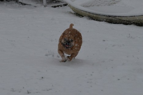 Continental Bulldogs Seeblickbulls Bilderalbum - im Schnee am 18.01.2018