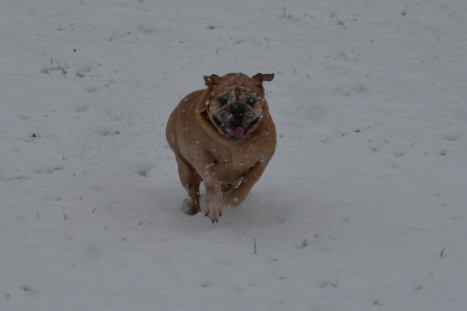 Continental Bulldogs Seeblickbulls Bilderalbum - im Schnee am 18.01.2018