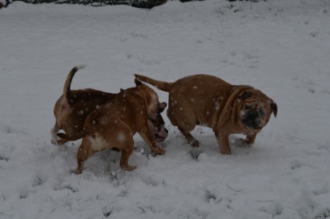 Continental Bulldogs Seeblickbulls Bilderalbum - im Schnee am 18.01.2018