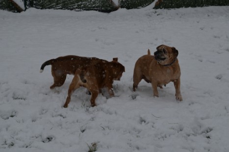 Continental Bulldogs Seeblickbulls Bilderalbum - im Schnee am 18.01.2018