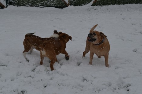 Continental Bulldogs Seeblickbulls Bilderalbum - im Schnee am 18.01.2018