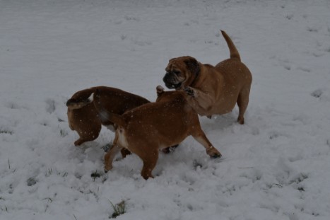 Continental Bulldogs Seeblickbulls Bilderalbum - im Schnee am 18.01.2018