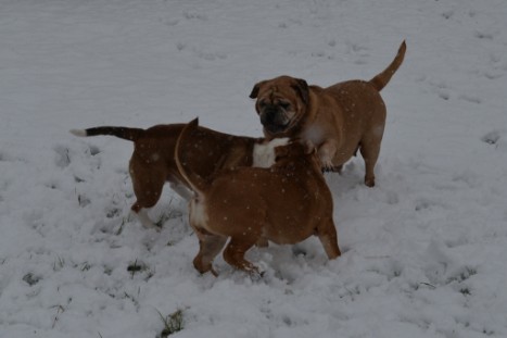 Continental Bulldogs Seeblickbulls Bilderalbum - im Schnee am 18.01.2018