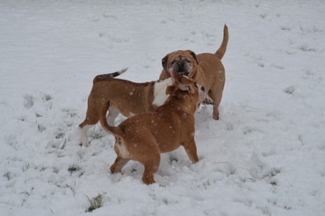 Continental Bulldogs Seeblickbulls Bilderalbum - im Schnee am 18.01.2018