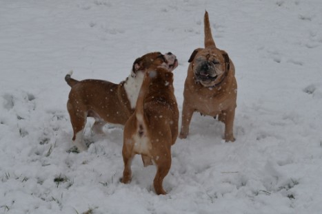 Continental Bulldogs Seeblickbulls Bilderalbum - im Schnee am 18.01.2018