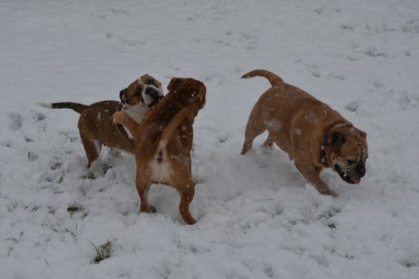 Continental Bulldogs Seeblickbulls Bilderalbum - im Schnee am 18.01.2018