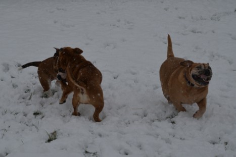 Continental Bulldogs Seeblickbulls Bilderalbum - im Schnee am 18.01.2018