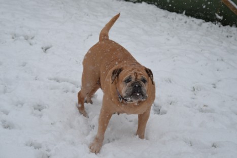 Continental Bulldogs Seeblickbulls Bilderalbum - im Schnee am 18.01.2018