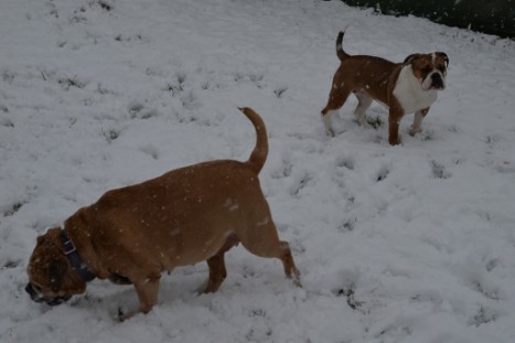 Continental Bulldogs Seeblickbulls Bilderalbum - im Schnee am 18.01.2018